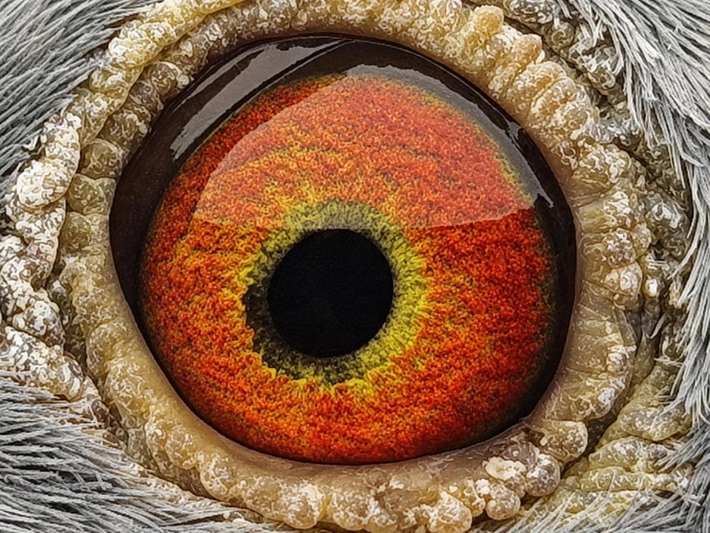 Pigeon eye